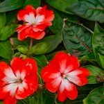 Impatiens hawkeri 花