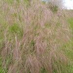 Muhlenbergia capillaris 花