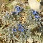 Cardopatium corymbosum Flower