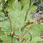 Chelidonium majus Fruit