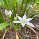 Ornithogalum gussonei Floare