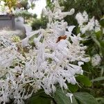 Plectranthus ecklonii Floare
