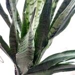 Sansevieria trifasciataΦύλλο