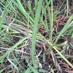 Colchicum longifolium Leaf