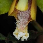 Clematepistephium smilacifolium Blüte