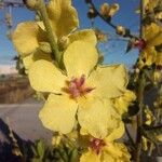 Verbascum sinuatum花