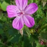 Geranium palustreফুল