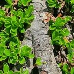 Salix serpillifolia Bark