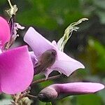 Dipogon lignosus Λουλούδι