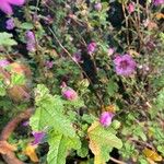 Anisodontea capensis Leaf