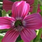 Malva assurgentiflora Λουλούδι