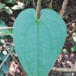 Dioscorea bulbifera Листок