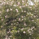 × Chitalpa tashkentensis Costuma