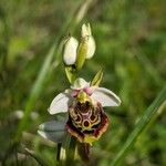 Ophrys holosericea Blomst