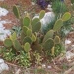 Opuntia microdasysBlad