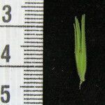 Echinacanthus attenuatus Fruto