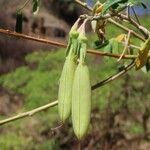 Crotalaria agatiflora Froito