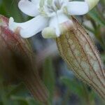 Silene vallesia Flors