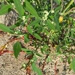 Chenopodium albumLeaf