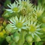 Sempervivum grandiflorum Flor