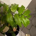 Castanospermum australe Frunză