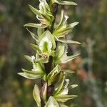 Prasophyllum australe Flor