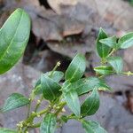 Sarcococca hookeriana Leaf