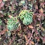 Petrosedum forsterianum Blad