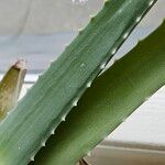 Aloe vera List