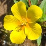 Ludwigia grandiflora Fula
