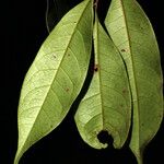 Sarcaulus brasiliensis Leaf