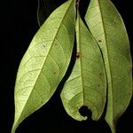 Sarcaulus brasiliensis Yaprak