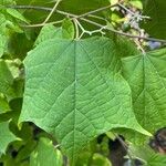 Alangium chinense Leaf