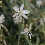 Chlorophytum comosum Flower