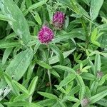 Trifolium alpestre Foglia