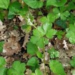 Sanicula europaea Hábito