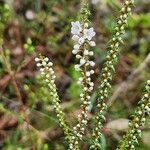 Epacris microphylla Λουλούδι