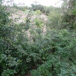 Haematoxylum campechianum Habit