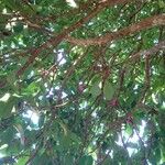 Syzygium malaccense ഇല