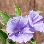 Bonamia spectabilis Blüte