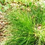 Carex umbrosaপাতা