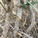 Boscia mossambicensis 樹皮