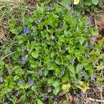 Viola reichenbachiana Flower