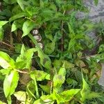 Persicaria lapathifolia Leaf