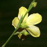 Linum medium Flower