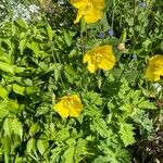 Meconopsis cambrica Hábito