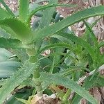 Aloe pluridens Yaprak