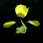 Crotalaria albida Fruit