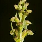 Chamorchis alpina Altul/Alta