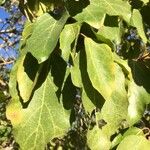 Ficus sur Blad